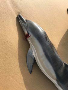 Ritrovato Un Delfino Morto Sulla Spiaggia Di Tre Fontane Prima Pagina Mazara