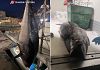Tutela del tonno rosso, intensificati i controlli nel Trapanese: riscontrate gravi irregolarità