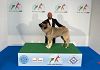 Mazara, il trionfo della famiglia Catania ai Mondiali di Esposizione Canina 2026 a Bologna