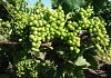 Vendemmia verde, sette milioni di euro per più di mille produttori vitivinicoli siciliani: pubblicato l'elenco