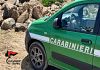​San Vito Lo Capo. Cavalli senza riparo e con poca acqua, denunciato il proprietario