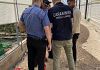 Lavoro nero e sicurezza, irregolari tutte le 18 aziende agricole ispezionate nel Palermitano