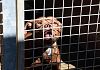Animali, Operazione 