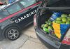 Furti di mango a Balestrate, i carabinieri arrestano tre persone