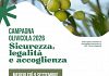 Campagna di raccolta olive da mensa Nocellara del Belice, importanti novità saranno illustrate oggi