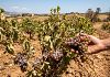 Vendemmia 2026, la tempesta perfetta si abbatte sulle Cantine sociali