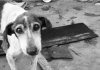 Randagismo in Sicilia, migliaia di cani senza casa