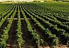Vendemmia 2026. Cia: 