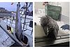 Maxi sequestro di tonno rosso tra Marsala, Palermo e Trapani, 5 tonnellate illegali
