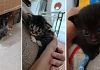 Mazara, rubati quattro gattini di meno di un mese: la denuncia di una coppia