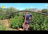(VIDEO) Dalla canapa legale al maxi sequestro: a Palermo e Partinico 400 chili di 