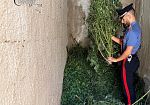 Carini, scoperta una piantagione di marijuana. E' caccia ai responsabili