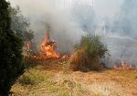 ​Incendi in provincia di Trapani, oltre 50 interventi dei vigili del fuoco in 24 ore