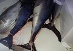 tonno-rosso-con-istamina-superiore-ai-limiti-di-legge-scatta-il-sequestro-nel-trapanese