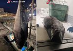 Tonno rosso, scoperte nel Trapanese numerose irregolarità , sequestrate oltre 5 tonnellate