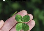 L'associazione Noi Castelvetrano odv promuove una raccolta fondi per Ilenia