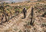 Crisi vitivinicola: terra abbandonata e costi insostenibili. L'appello di CIA Petrosino