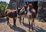 “Festival Pantelleria Asinabile” dal 2 al 4 Ottobre 2026: ecco il programma completo