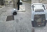 Crudeltà a Erice: animale chiuso in un trasportino e abbandonato a morire davanti a una chiesa