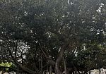 Alcamo, censimento e studio degli alberi in città per prevenire eventuali crolli