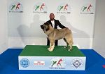 Mazara, il trionfo della famiglia Catania ai Mondiali di Esposizione Canina 2026 a Bologna