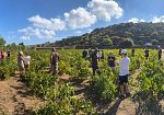 “Pesta l’uva”: una nuova avventura per i Piccoli Ranger del Parco di Pantelleria
