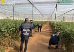 ​Sequestrati 30 mila semi di pomodoro contraffatti, denunciati i titolari di 4 aziende