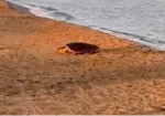 Tartaruga marina depone le uova sulla spiaggia di TreFontane: nido messo in sicurezza da Legambiente 