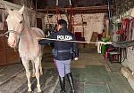 Maltrattamenti animali, 7 denunce e 23 cavalli sequestrati a Catania