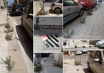 ​Trapani, “verde pubblico” rigoglioso in via Nicolò Riccio
