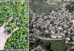​Custonaci aderisce al progetto “Comunità dell’Olio”