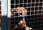 animali-operazione-linferno-dei-pitbull-a-gela-il-plauso-del-wwf-per-magistratura-e-forze-dellordine