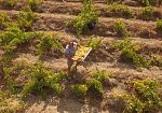Pantelleria Vitata e Sostenibile: prorogati i termini per inviare le candidature