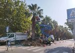 ​Trapani, avviata la potatura di palme e platani in Corso Mattarella