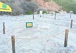 Lampedusa, registrata la prima deposizione dell'anno di tartaruga Caretta caretta