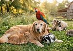 Sensibilizzazione e rispetto: come promuovere la cultura del benessere animale dopo la Legge 82/2025