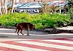 (VIDEO) Cane randagio in agonia all'aeroporto di Trapani-Birgi: lo scempio della Sicilia