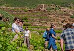 Pantelleria DOC: i Master of Wine scoprono l'isola del vento e dell'agricoltura eroica