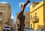 Enza Viola interroga l'amministrazione per l'intervento di potatura e il danneggiamento di un albero 