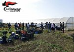 Campagna Olearia 2025, furti, sfruttamento e lavoro nero: arresti e sanzioni per oltre 100 mila euro nel Trapanese