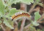 ​Segnalazione della falena Orgyia trigotephras a Pantelleria: le linee guida del Parco Nazionale