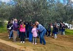 ​Montevago, alunni protagonisti della raccolta delle olive nei terreni comunali