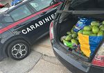 Furti di mango a Balestrate, i carabinieri arrestano tre persone