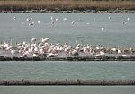 Prima nidificazione del fenicottero rosa nella Riserva delle Saline di Trapani e Paceco