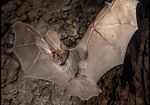A Pantelleria scoperta una nuova specie di pipistrello