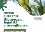 Campagna di raccolta olive da mensa Nocellara del Belice, importanti novità saranno illustrate oggi