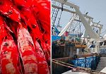Pesca, Gambero rosso tunisino oltre le quote: il Ministero lancia l'allarme 