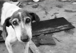 Randagismo in Sicilia, migliaia di cani senza casa