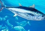 pesca-del-tonno-rosso-lasp-di-trapani-avvia-campagna-per-il-consumo-in-sicurezza
