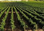 Vendemmia 2026. Cia: 